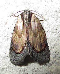 Paracroria major