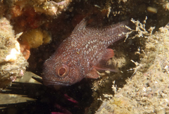 Vincentia novaehollandiae