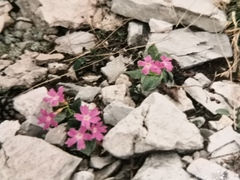 Primula spectabilis