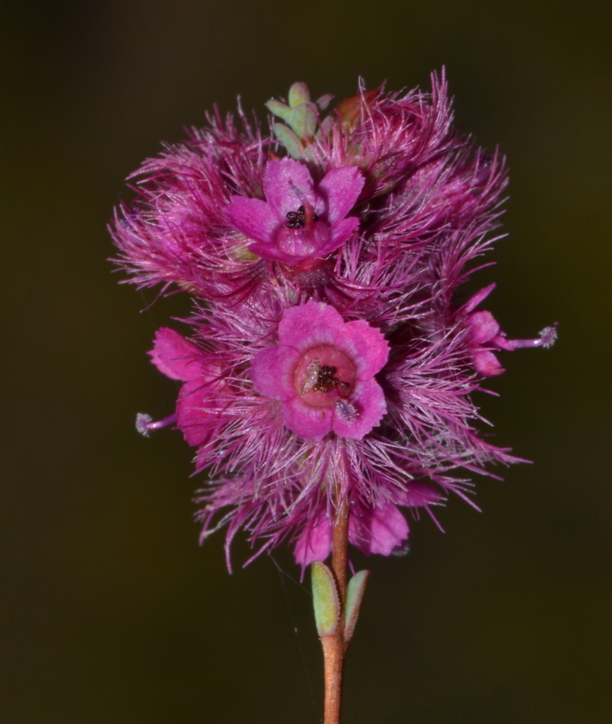 Verticordia lindleyi
