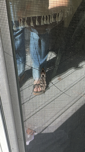 Unknown species found near Overhill Dr, Woodstock, GA, US
