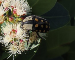 Mecynorhina passerinii