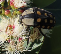 Mecynorhina passerinii