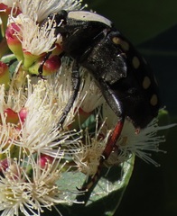 Mecynorhina passerinii