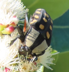 Mecynorhina passerinii