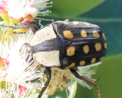 Mecynorhina passerinii