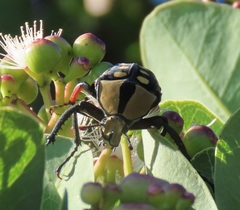 Mecynorhina passerinii