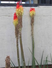 Kniphofia uvaria