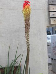 Kniphofia uvaria