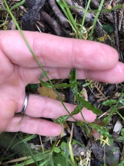 Wahlenbergia gracilenta