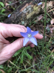 Wahlenbergia gracilenta