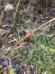 Wahlenbergia gracilenta