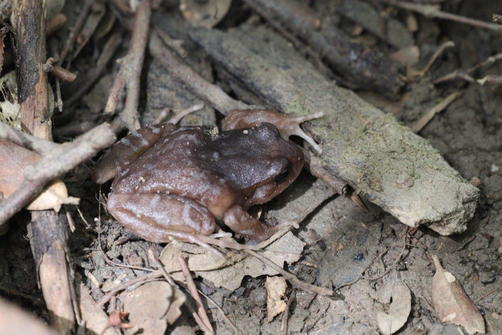 Eupsophus altor Nuñez, Rabanal & Formas, 2012