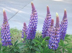 Lupinus polyphyllus
