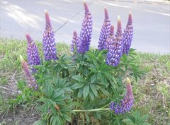 Lupinus polyphyllus