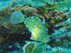 Acreichthys tomentosus