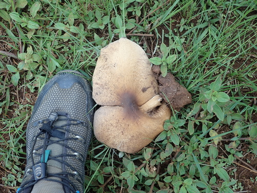 Beefsteak Termite Mushroom (Termitomyces umkowaan)