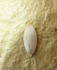 Durrantia piperatella