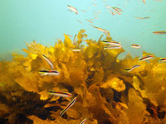 Trachinops taeniatus