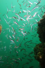 Trachinops taeniatus