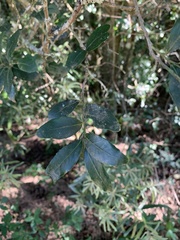 Robsonodendron eucleiforme