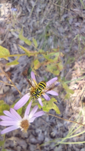 Unknown species found near Robberson No. 1B Township, MO, USA