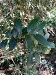 Robsonodendron eucleiforme