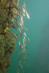 Trachinops taeniatus