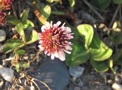 Trifolium repens