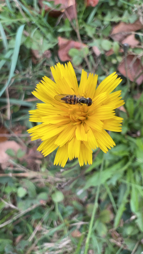 Unknown species found near Cumberland County, US-ME, US