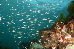 Trachinops taeniatus