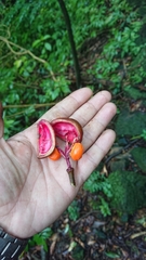 Bretschneidera sinensis