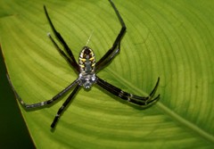 Argiope catenulata