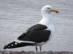 Larus dominicanus