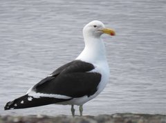 Larus dominicanus