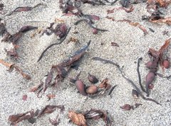 Macrocystis pyrifera