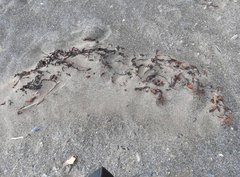 Macrocystis pyrifera