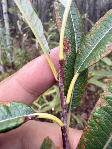 Satiny willow (Salix pellita)