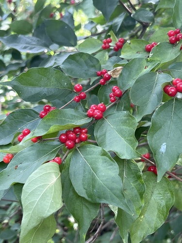 Amur honeysuckle