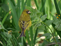 Crithagra citrinelloides