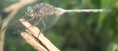 Orthetrum robustum
