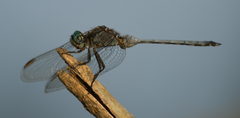 Orthetrum robustum