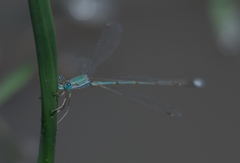 Lestes pallidus