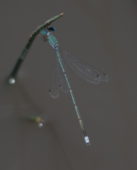 Lestes pallidus