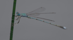 Lestes pallidus