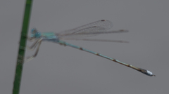 Lestes pallidus