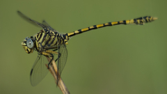 Ictinogomphus dundoensis