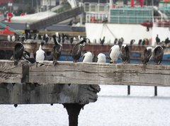 Leucocarbo atriceps albiventer