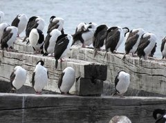 Leucocarbo atriceps albiventer