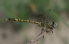 Ictinogomphus dundoensis
